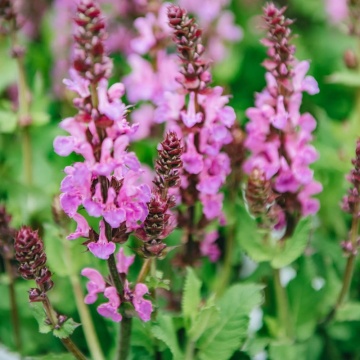 Jales de camp (Salvia nemorosa Marvel Rose), planta perena, planta aromatica, flori roz