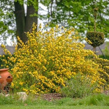 Keria (Kerria japonica) - Img 2