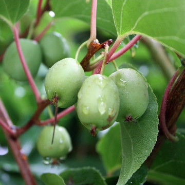 Kiwi Issai (Actinidia arguta Issai), arbust fructifer