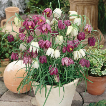 Laleaua pestriță (Fritillaria Meleagris Mix), planta de gradina - Img 2