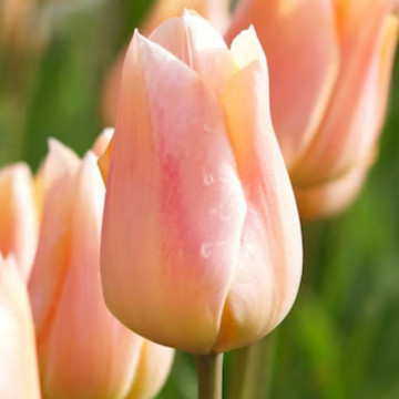 Lalele Apricot beauty (Tulips Apricot Beauty), bulbi lalele, flori portocaliu