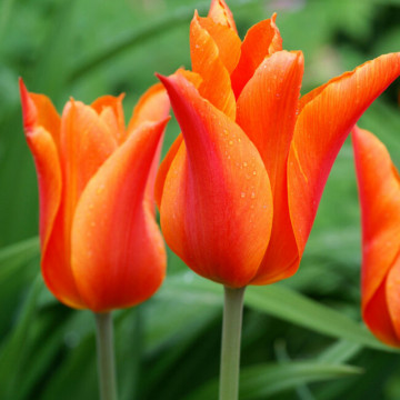 Lalele Ballerina (Tulips Ballerina), bulbi lalele, flori portocaliu - Img 2