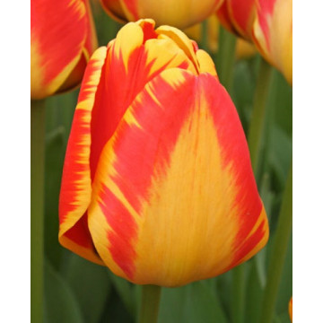 Lalele Banja Luka (Tulips Banja Luka), bulbi lalele, flori galbene, rosu