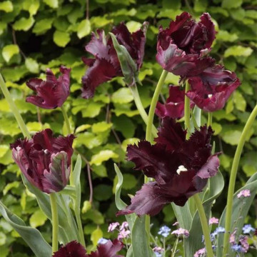 Lalele Black Parrot (Tulips Black Parrot), bulbi lalele, flori negru - Img 2