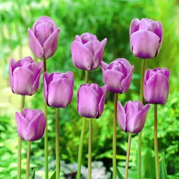 Lalele Blue Aimable (Tulips Blue Aimable), bulbi lalele, flori mov