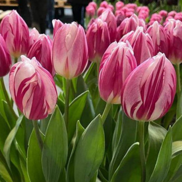 Lalele Bojangles (Tulips Bojangles), bulbi lalele, flori roz - Img 2