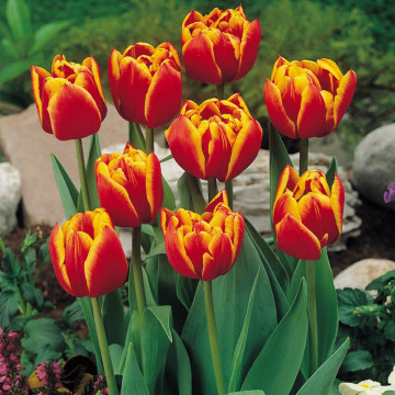 Lalele Bonanza (Tulips Bonanza), bulbi lalele, flori galben, rosu - Img 2