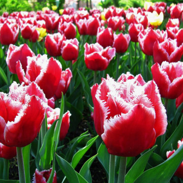 Lalele Canasta (Tulips Canasta), bulbi lalele, flori alb, rosu - Img 3