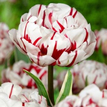Lalele Carnaval de Nice (Tulips Carnaval de Nice), bulbi lalele, flori alb, rosu