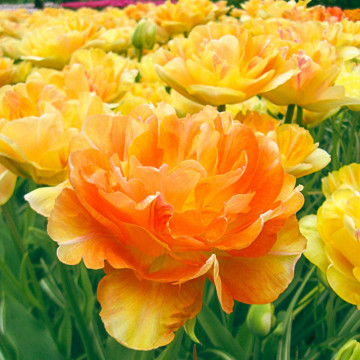 Lalele Charming Lady (Tulips Charming Lady), bulbi lalele, flori galben, portocaliu - Img 2