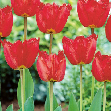 Lalele Crystal Beauty (Tulips Crystal Beauty), bulbi lalele, flori rosu