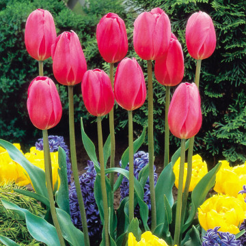 Lalele Don Quichotte (Tulips Don Quichotte), bulbi lalele, flori rosu - Img 3