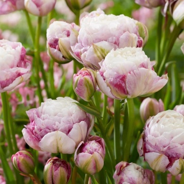 Lalele Double Surprise (Tulips Double Surprise), bulbi lalele, flori alb, roz - Img 2