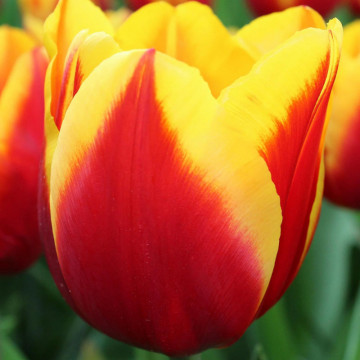 Lalele Dow Jones (Tulips Dow Jones), bulbi lalele, flori galben, rosu - Img 2