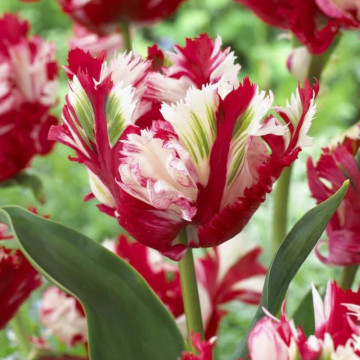 Lalele Estella Rijnveld (Tulips Estella Rinjnveld), bulbi lalele, flori alb, rosu