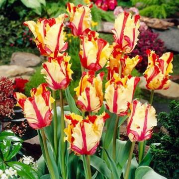 Lalele Flaming Parrot (Tulips Flaming Parrot), bulbi lalele, flori galbene - rosu - Img 3