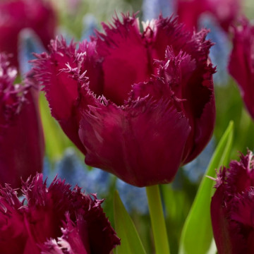 Lalele Gorilla (Tulips Gorilla), bulbi lalele, flori mov