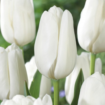 Lalele Hakuun (Tulips Hakuun), bulbi lalele, flori alb - Img 2