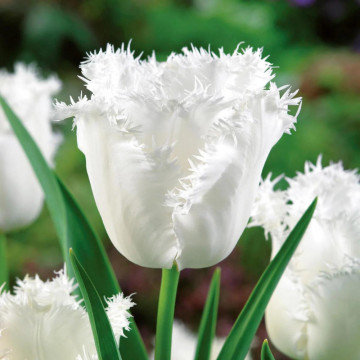 Lalele Honeymoon (Tulips Honeymoon), bulbi lalele, flori alb