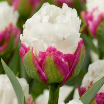 Lalele Ice Cream (Tulips Ice Cream), bulbi lalele, flori alb, rosu