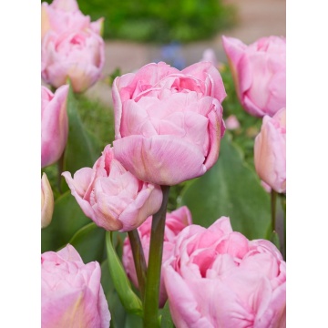 Lalele Mariage (Tulips Mariage) - Img 2