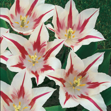 Lalele Marilyn (Tulips Marilyn), bulbi lalele, flori alb, rosu - Img 3