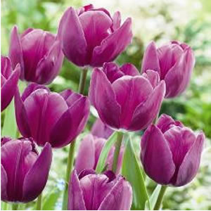 Lalele Negrita (Tulips Negrita) - Img 2