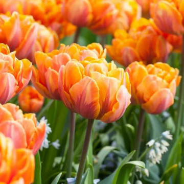 Lalele Orange Princess (Tulips Orange Princess), bulbi lalele, flori portocaliu - Img 3