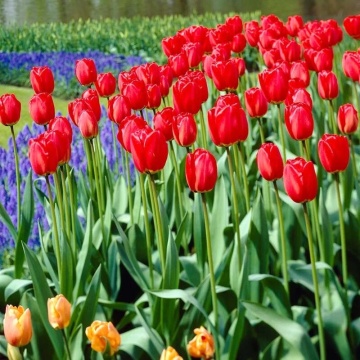 Lalele Parade (Tulips Parade), bulbi lalele, flori rosu - Img 2