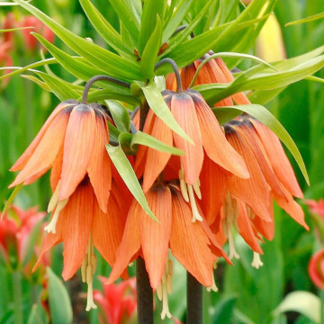 Lalele regale portocalii (Fritillaria Aurora imperialis), bulbi lalele, flori portocaliu
