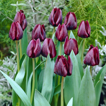 Lalele Ronaldo (Tulips Ronaldo), bulbi lalele, flori rosu - Img 3