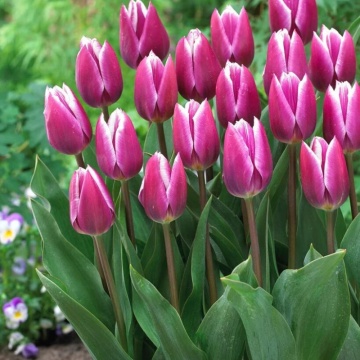 Lalele Synaeda Blue (Tulips Synaeda Blue), bulbi lalele, flori alb, rosu - Img 2