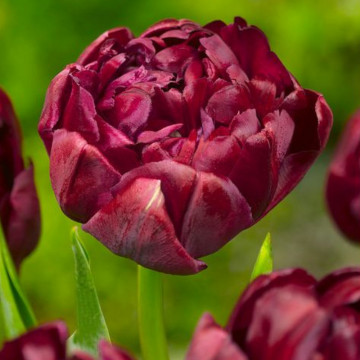 Lalele Uncle Tom (Tulips Uncle Tom), bulbi lalele, flori mov - Img 2
