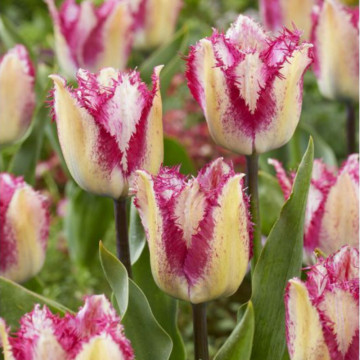 Lalele Yasmine (Tulips Yasmine), bulbi lalele, flori alb, mov