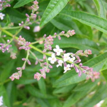 Lamaita (Lippia citriodora Limoncello), planta perena, planta aromatica - Img 2
