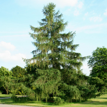 Larice, Zada (Larix decidua), planta ornamentala