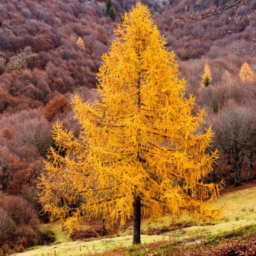 Larice, Zada (Larix decidua), planta ornamentala - Img 3