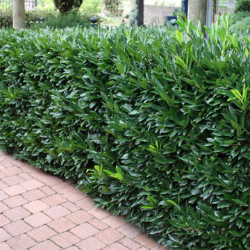 Laur englezesc (Prunus laurocerasus Herbergii), planta gard viu, vesnic verde