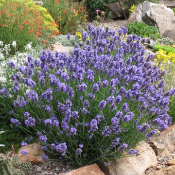 Lavanda, levantica (Lavandula angustifolia), vesnic verde, planta perena, planta aromatica - Img 2