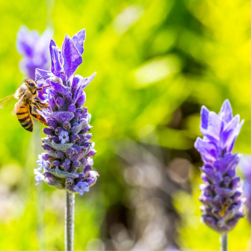 Lavandula blue scent early syngablust, planta perena, planta melifera, planta aromatica