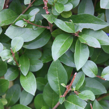 Lemn cainesc (Ligustrum ovalifolium) 15-30 cm - Img 3