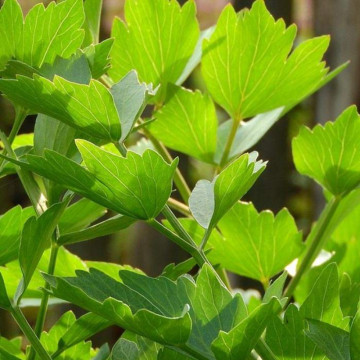 Leustean (Levisticum officinale), planta perena, planta aromatica - Img 2