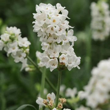 Levantica alba (Lavandula ang. Arctic snow), vesnic verde, planta ornamentala, planta melifera