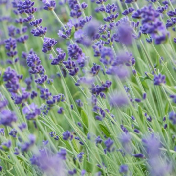Levantica, lavanda (Lavandula ang. Ardeche Blue), vesnic verde, planta perena, planta aromatica - Img 2
