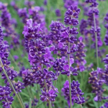 Levantica (Lavandula angustifolia Spear Blue), vesnic verde, planta perena, planta parfumata