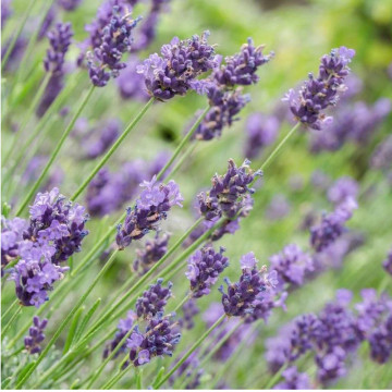 Levantica (Lavandula int Phenomenal), vesnic verde, planta perena, planta melifera - Img 3