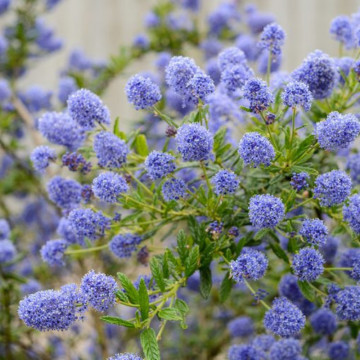 Liliac californian (Ceanothus 'Concha') - Img 1