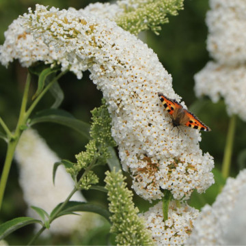 Liliac de vara alb (Buddleja dav. White Profusion), planta gard viu, arbust ornamental, planta melifera - Img 3