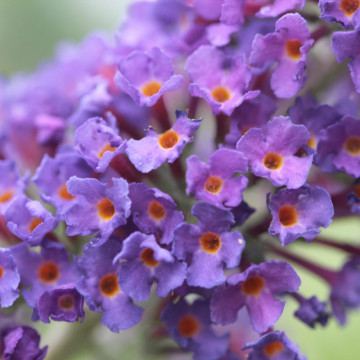 Liliac de vara albastru (Buddleja dav. Empire Blue), planta gard viu, arbust ornamental, planta melifera - Img 2