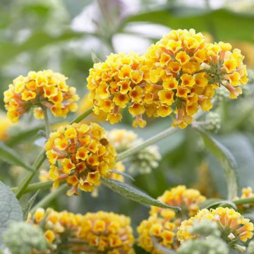 Liliac de vara galben (Buddleja weyeriana Sungold) ghiveci 2 l, planta gard viu, planta perena, planta melifera